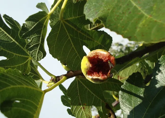 Mirta Apartment Pula