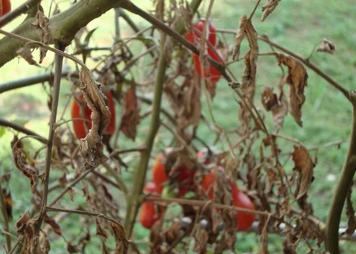 Mirta Apartment Pula