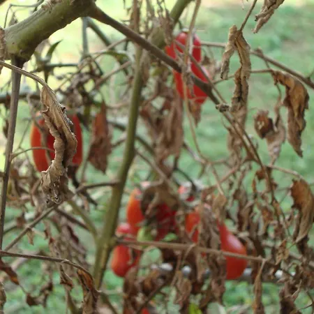 Mirta Apartment Pula