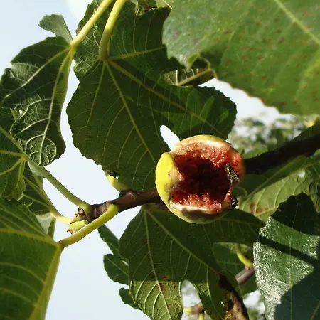 Mirta Lejlighed Pula